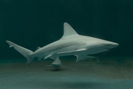 62 Shark Scientists Endorse Bipartisan Shark Sustainability Bill